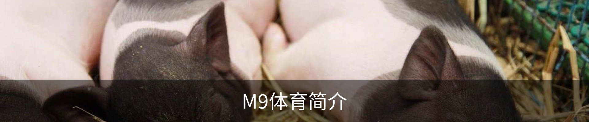 M9体育简介